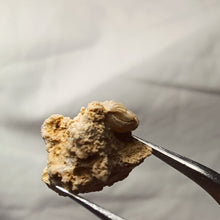 Load image into Gallery viewer, Ptyctorhynchia pentaptyca
