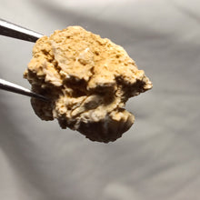 Load image into Gallery viewer, Ptyctorhynchia pentaptyca
