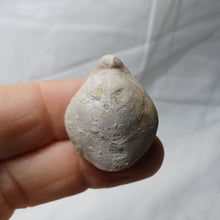 Charger l'image dans la galerie, Cyrtothyris campaniensis
