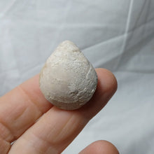 Charger l'image dans la galerie, Cyrtothyris campaniensis
