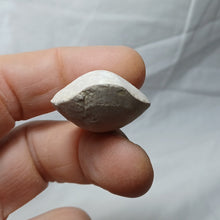 Charger l'image dans la galerie, Cyrtothyris campaniensis
