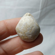 Load image into Gallery viewer, Cyrtothyris campaniensis
