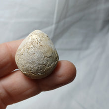 Load image into Gallery viewer, Cyrtothyris campaniensis
