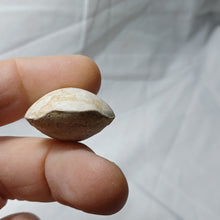 Load image into Gallery viewer, Cyrtothyris campaniensis
