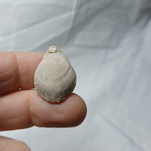 Load image into Gallery viewer, Cyrtothyris campaniensis
