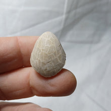 Load image into Gallery viewer, Cyrtothyris campaniensis
