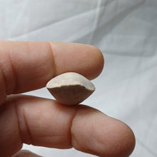 Load image into Gallery viewer, Cyrtothyris campaniensis
