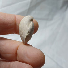 Load image into Gallery viewer, Cyrtothyris campaniensis
