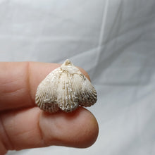 Charger l'image dans la galerie, Cyclothyris sp
