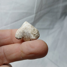 Charger l'image dans la galerie, Cyclothyris sp
