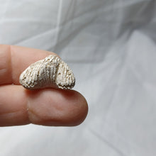 Charger l'image dans la galerie, Cyclothyris sp
