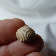 Charger l'image dans la galerie, Acanthothyris tenuispina
