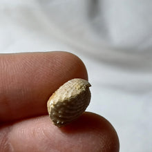 Charger l'image dans la galerie, Acanthothyris tenuispina
