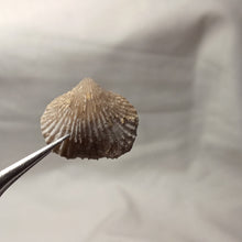 Charger l'image dans la galerie, Acanthothyris tenuispina
