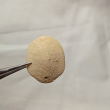 Load image into Gallery viewer, Lenita patellaris
