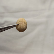 Load image into Gallery viewer, Echinocyamus inflatus
