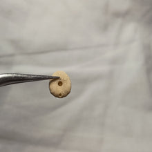 Load image into Gallery viewer, Echinocyamus inflatus
