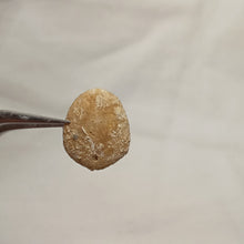 Load image into Gallery viewer, Porpitella hayesiana
