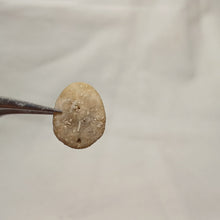 Charger l'image dans la galerie, Porpitella hayesiana
