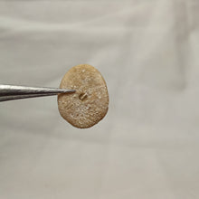 Charger l'image dans la galerie, Porpitella hayesiana
