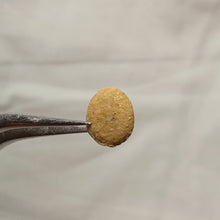 Load image into Gallery viewer, Echinocyamus inflatus
