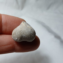 Charger l'image dans la galerie, Cyclothyris grimargina
