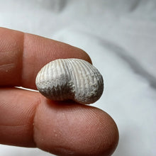 Charger l'image dans la galerie, Cyclothyris grimargina
