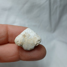 Charger l'image dans la galerie, Cyclothyris baugasi
