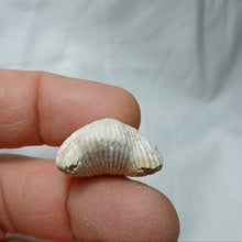 Charger l'image dans la galerie, Cyclothyris baugasi
