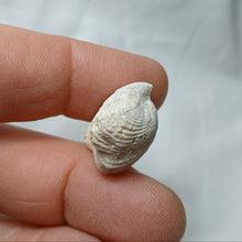 Charger l'image dans la galerie, Cyclothyris baugasi
