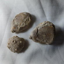 Load image into Gallery viewer, Cidaropsis pulchella
