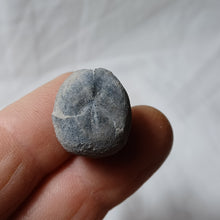 Charger l'image dans la galerie, Bolbaster micranthus
