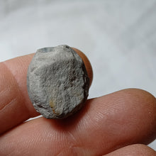 Charger l'image dans la galerie, Bolbaster micranthus
