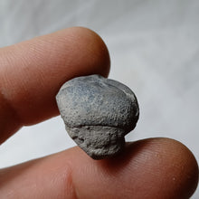 Charger l'image dans la galerie, Bolbaster micranthus
