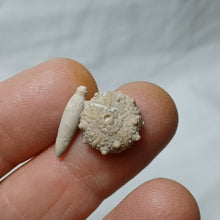 Charger l'image dans la galerie, Pseudosalenia cotteaui
