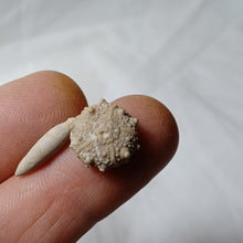 Charger l'image dans la galerie, Pseudosalenia cotteaui
