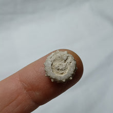 Charger l'image dans la galerie, Pseudosalenia cotteaui
