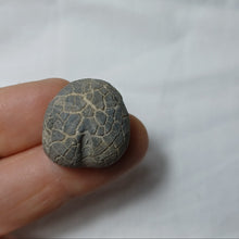 Load image into Gallery viewer, Nucleolites scutatus
