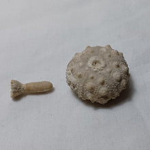 Charger l'image dans la galerie, Hemicidaris sp
