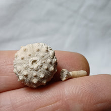 Charger l'image dans la galerie, Hemicidaris sp
