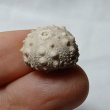 Charger l'image dans la galerie, Hemicidaris sp
