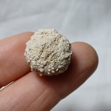 Charger l'image dans la galerie, Hemicidaris sp
