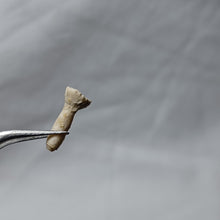 Charger l'image dans la galerie, Hemicidaris sp
