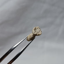 Charger l'image dans la galerie, Hemicidaris sp
