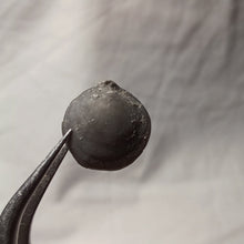 Charger l'image dans la galerie, Aulacothyris griffini
