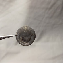 Charger l'image dans la galerie, Aulacothyris griffini
