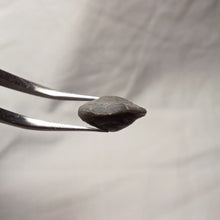 Charger l'image dans la galerie, Aulacothyris griffini
