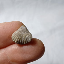 Charger l'image dans la galerie, Plicarostrum hauteriviense
