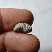 Charger l'image dans la galerie, Plicarostrum hauteriviense
