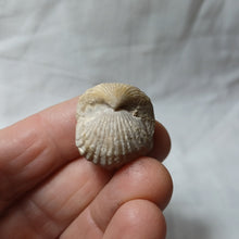 Charger l'image dans la galerie, Burmirhynchia turgida
